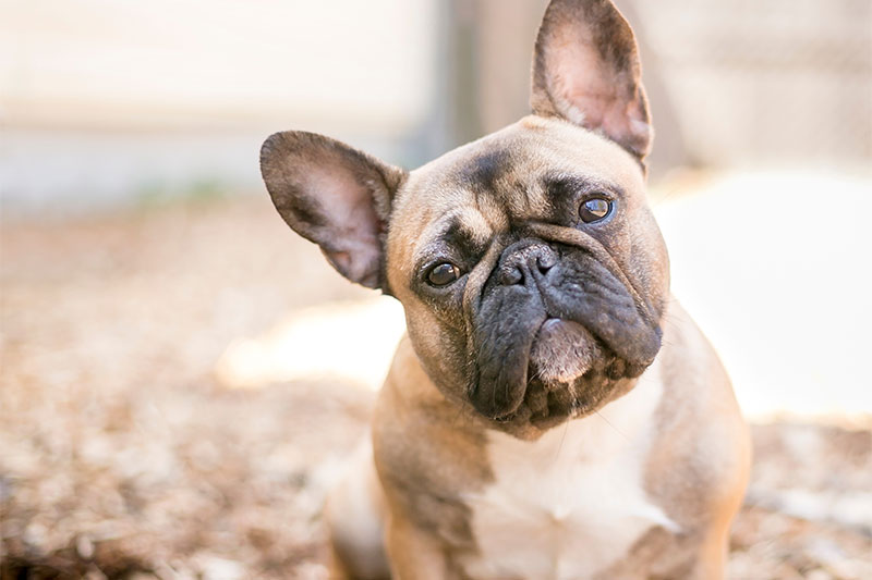 French Bulldog