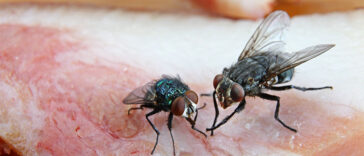 What Really Happens When a Fly Lands on Your Food