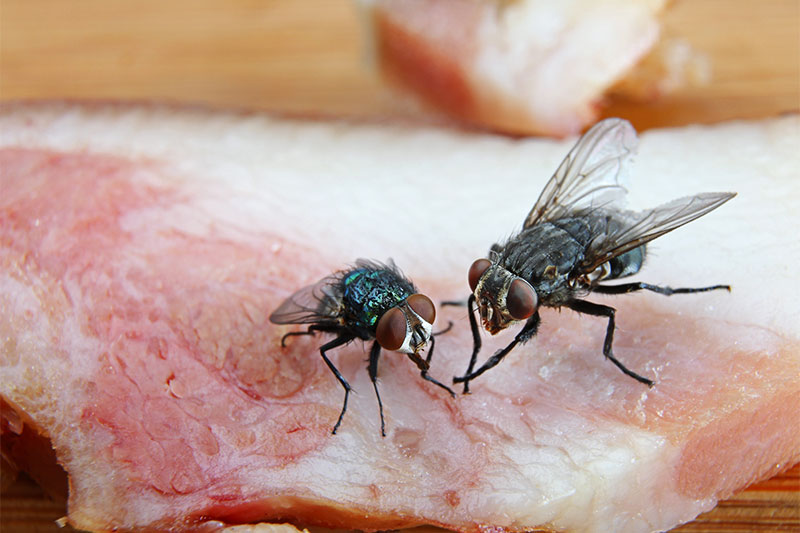 What Really Happens When a Fly Lands on Your Food