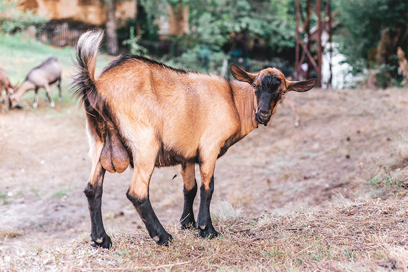Goat Testicles Were Believed To Improve A Man’s Performance