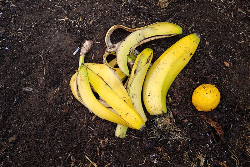 Bananas make for fantastic compost