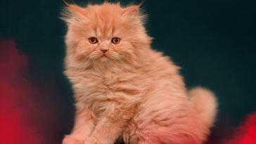 7 Loveable Cat Breeds with Short Legs