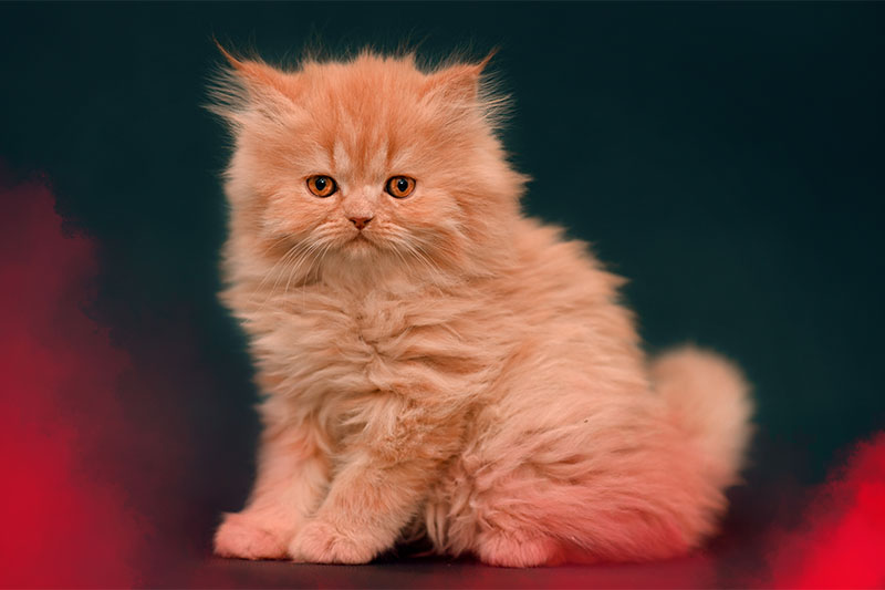 7 Loveable Cat Breeds with Short Legs