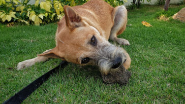 Dogs Eat Dirt For This Reason