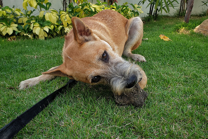 Dogs Eat Dirt For This Reason