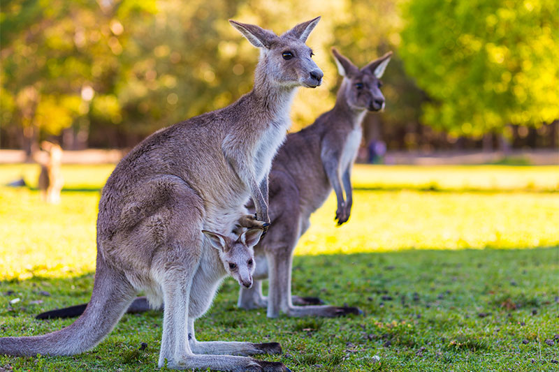 Humans Are Not The Only Mammals That Have Belly Buttons