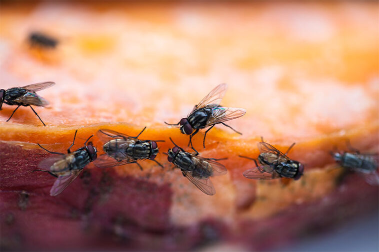 What Really Happens When a Fly Lands on Your Food World Wise News