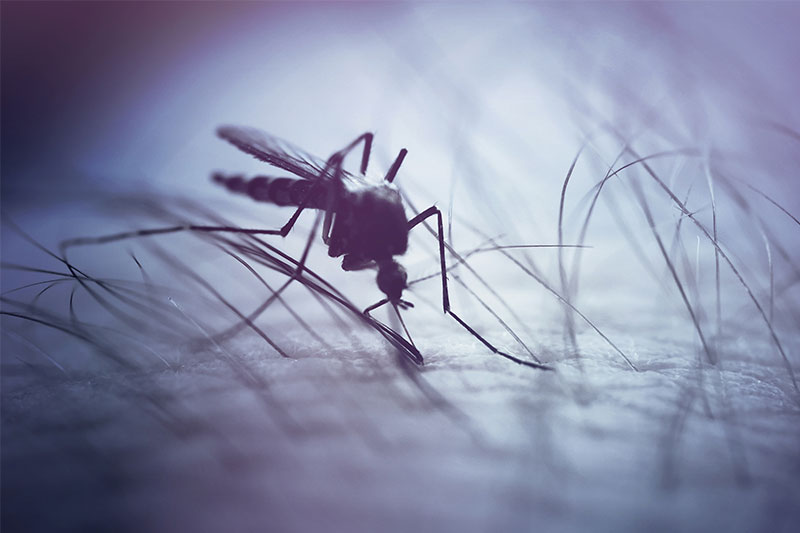 Why Does Your Body React A Certain Way When Mosquitos Bite?