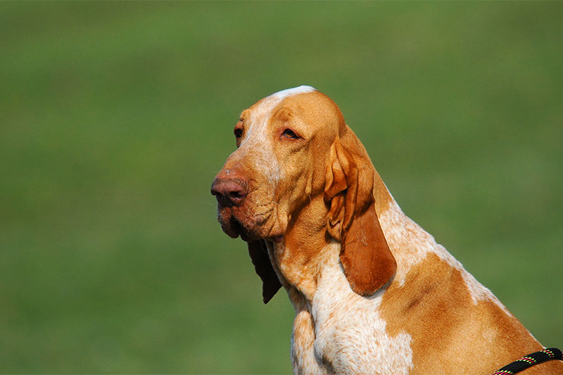 Bracco Italiano