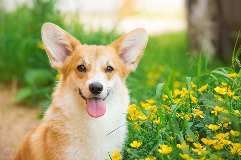 Pembroke Welsh Corgi