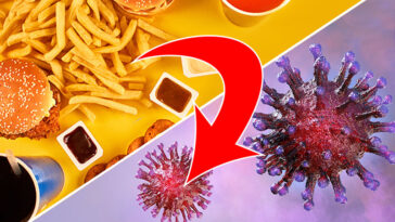 Your Body May Treat Fast Food Like a Dangerous Infection, Mouse Experiment Shows